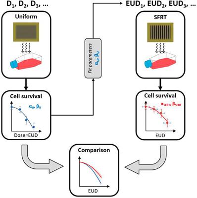 Frontiers Dosimetric Quantities And Cell Survival For Spatially